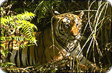 Wildlife Tour
